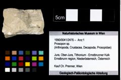 Foto (Objekt + Etikett) von Prosopon sp.  (NHMW-GEO-1990-0041-2476)